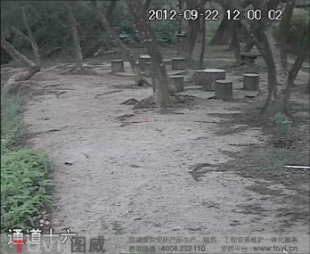 D1效果-树林白天/夜间视频监控效果录像演示